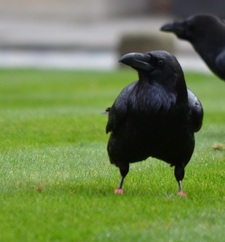 Raven