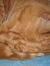 Ginger