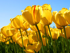 Mahvesh