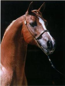 غاده السليمان