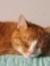 Cate
