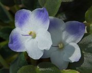 Virginia