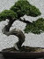 Bonsai
