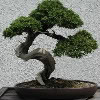 Bonsai
