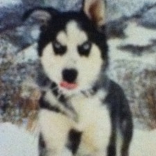 Kiki~The sarcastic ninja slug!~