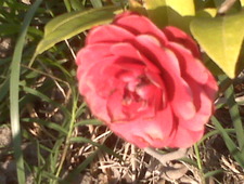 Firebug