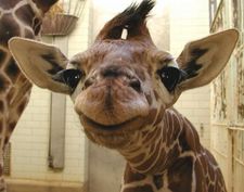 Giraffe