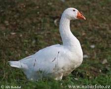 Kevin
