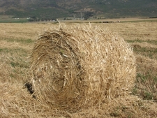 hay man