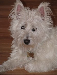 Patti