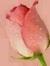 Caryn