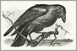Raven