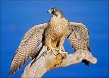 Falconflight