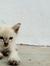 Anis