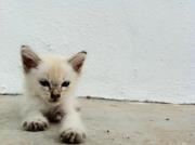 Anis