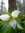 Treasa (trilliumforest) | 4 comments