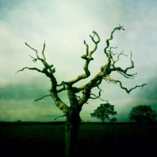 Stephen Roe