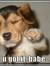 Doglove...