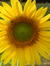 Anke