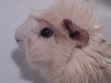 Elif