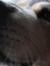 Chassie