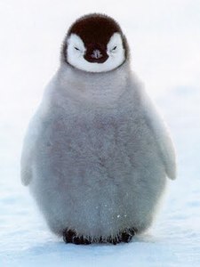 Angle Penguin