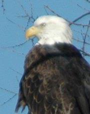 Jeffery