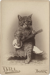 BanjoCat