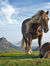 ahorseandacarrot