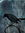 Corvidae