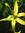 Ylang Ylang (YlangYlang) | 2 comments