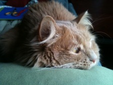 Darby