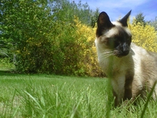Kato Kitty