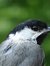 Chickadee