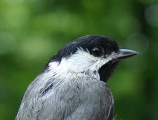 Chickadee