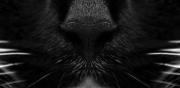 Aboo