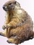 Marmotte