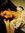 Khushboo