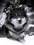 Wolf Draven