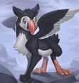 Puffin