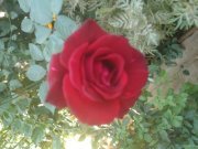 Smitha