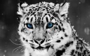Asmaa