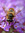 midnightblooms | 11 comments