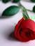 Seyed M...