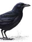 Crow Quill Studio