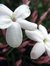 Jasmine