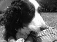 Lottie