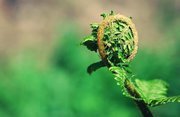 Fern