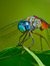 Meadowhawk