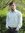 Devesh